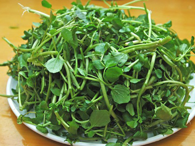 an-rau-nay-moi-ngay-khong-con-lo-ung-thu