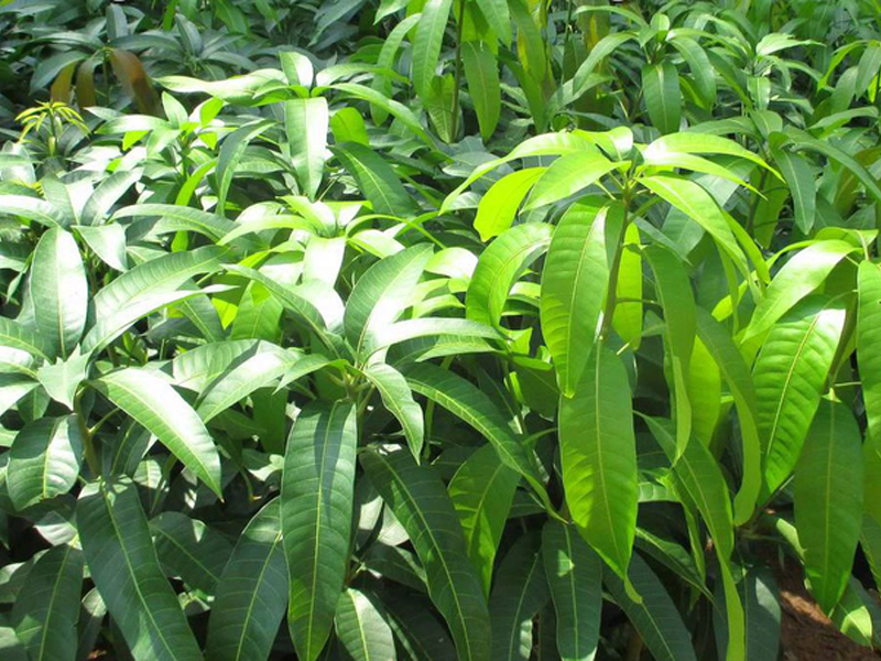 la-xoai-giup-danh-bay-tieu-duong-soi-than