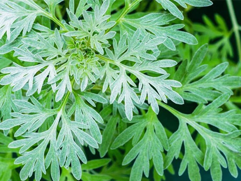 tac-dung-phu-dang-so-cua-rau-ngai-cuu-rat-nhieu-nguoi-chua-biet