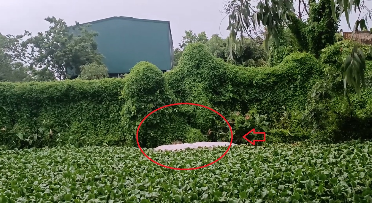 vu-ban-nam-dinh-can-cham-dut-hoat-dong-cua-trai-lon-hong-thai-neu-gay-o-nhiem-moi-truong-2-1 Liên tục trong nhiều năm, trang trại lợn Hồng Thái không đảm bảo yêu cầu về bảo vệ môi trường và sức khoẻ của người dân các xóm 7,8,9 thôn Trình Xuyên, xã Liên Bảo, huyện Vụ Bản (tỉnh Nam Định).